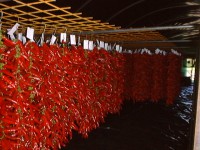 /album/kepgaleria/paprika-szaritas-jpg/