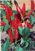 "Fennálló fűszerpaprika"