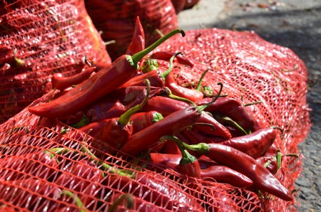 "Fűszerpaprika - utóérlelés"