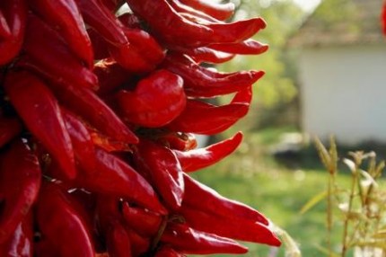 "Fűszerpaprika fűzés"