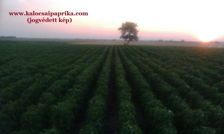 Fűszerpaprika termesztés