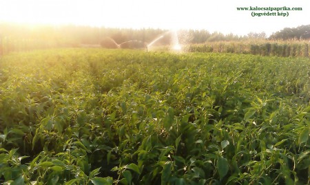 Fűszerpaprika termesztés - öntözés