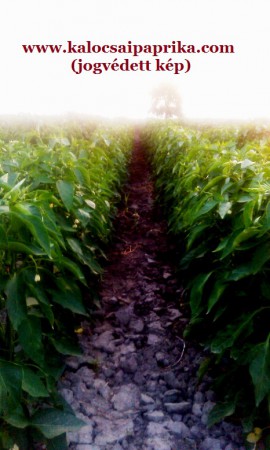 Kalocsai Fűszerpaprika 1.