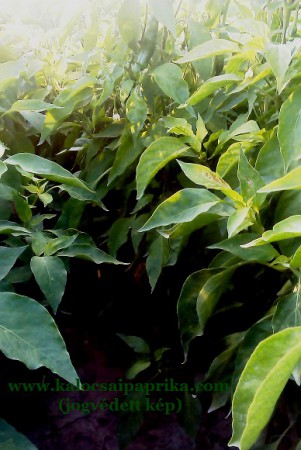 Kalocsai Fűszerpaprika 6.