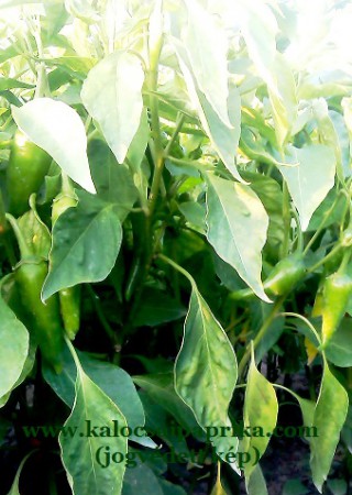 Kalocsai Fűszerpaprika 8.