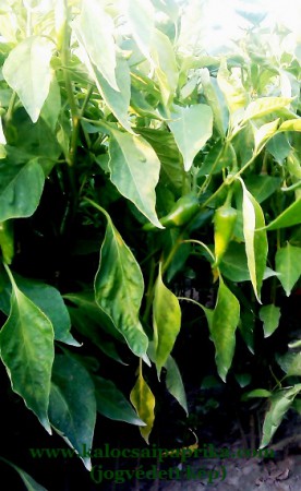 Kalocsai Fűszerpaprika 9.