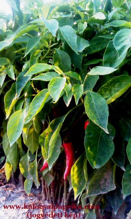 Kalocsai Fűszerpaprika 13.