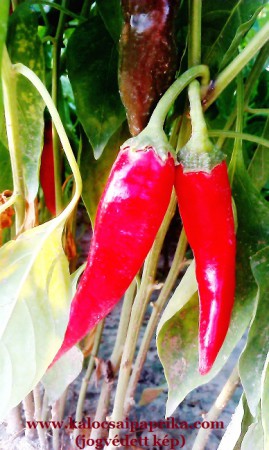 Kalocsai Fűszerpaprika 14.