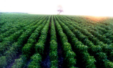 Kalocsai Fűszerpaprika termesztés 6.